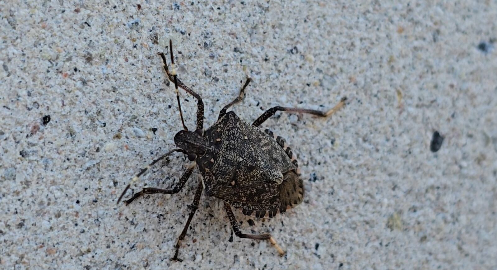 Stink bug season arrives in Michigan