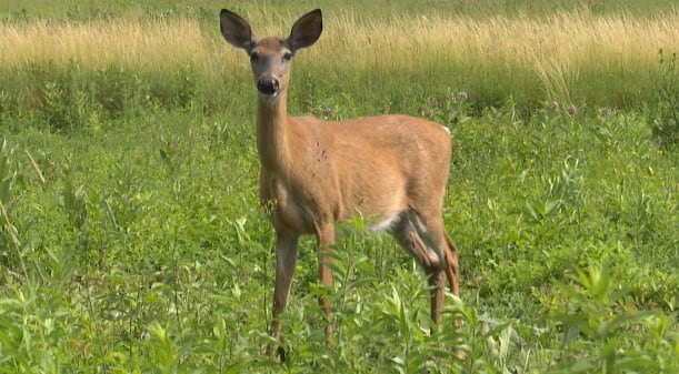 Michigan records 58,000 deer crashes in a year