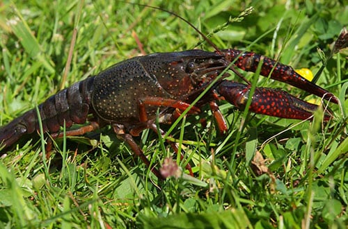 Invasive red swamp crayfish found for first time in Cass County