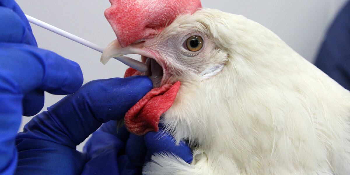 Flock of 20 birds in Ingham County test positive for avian flu