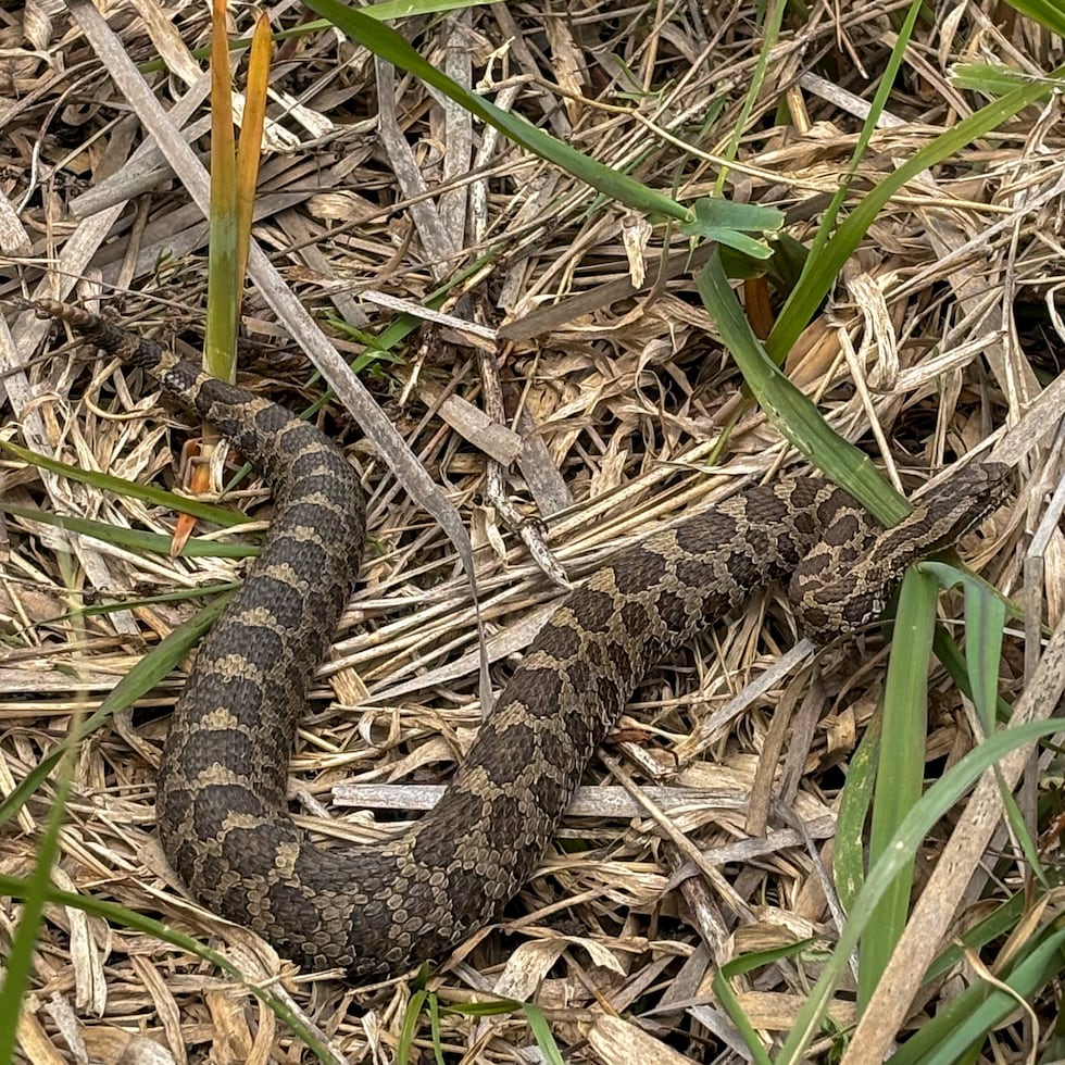 Michigan Rattlesnake Bit Potter Park Zoo team helps document rare Michigan rattlesnakes