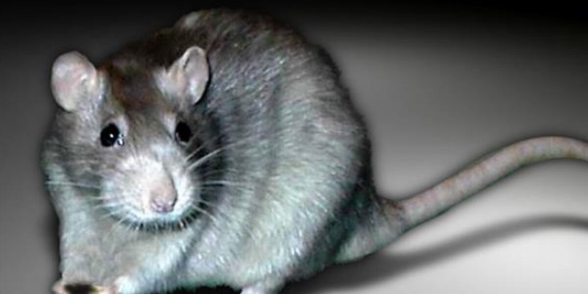 Hundreds of rats spotted on country road in Italy