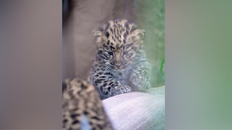 Twinkle Leopard Zoo celebrates birth of rare twin leopard cubs