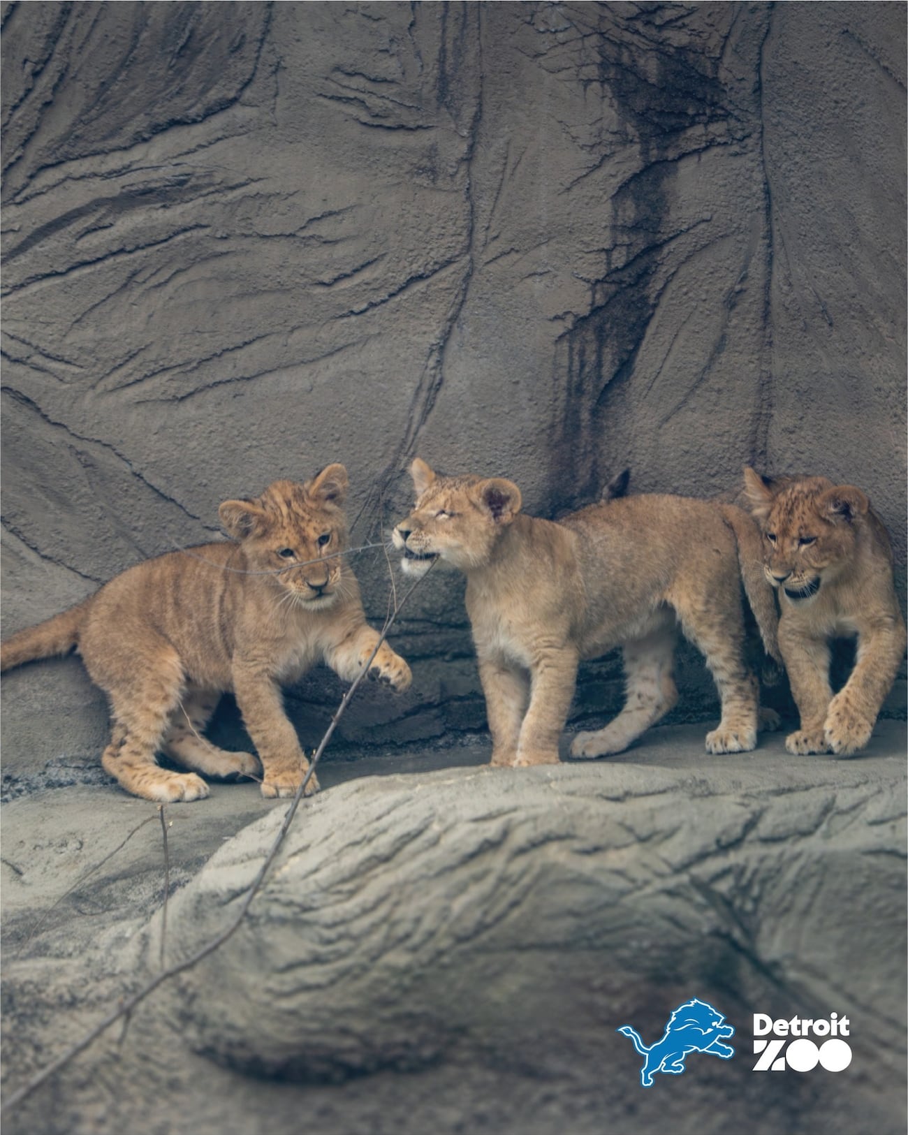 Three lion cubs make debut at Detroit Zoo