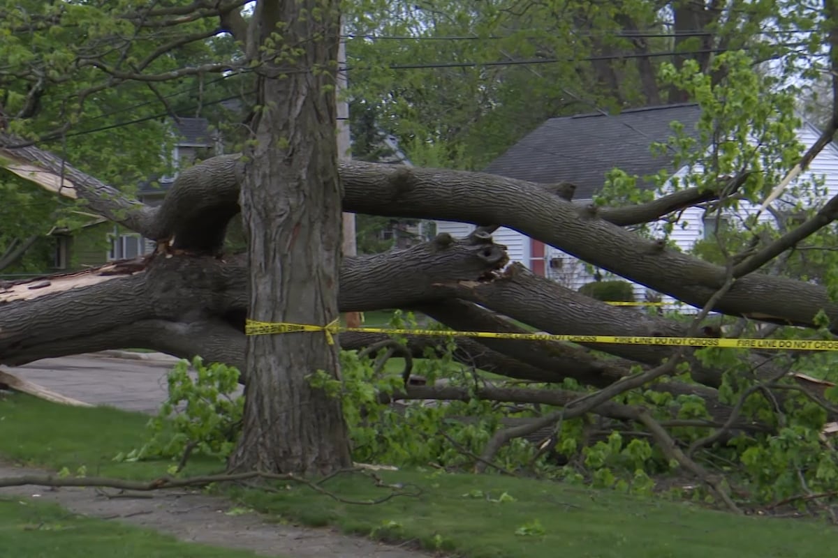 Exploding Tree Risk Michigan Downed trees, power lines and damage reported after storms sweep across ...