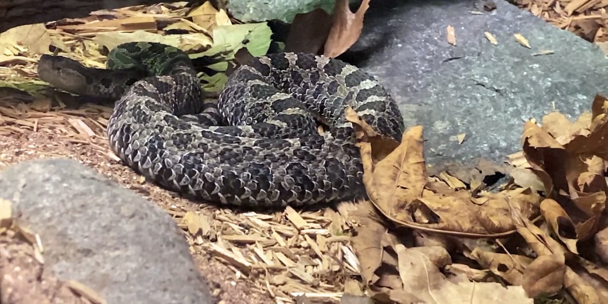 Michigan Rattlesnake Bit Should we be rattled by rattlesnake population? Study aims to protect ...