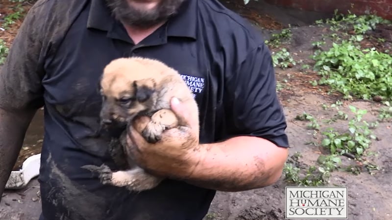 Michigan Humane Rochester Michigan Humane Society rescues eleven puppies from hole