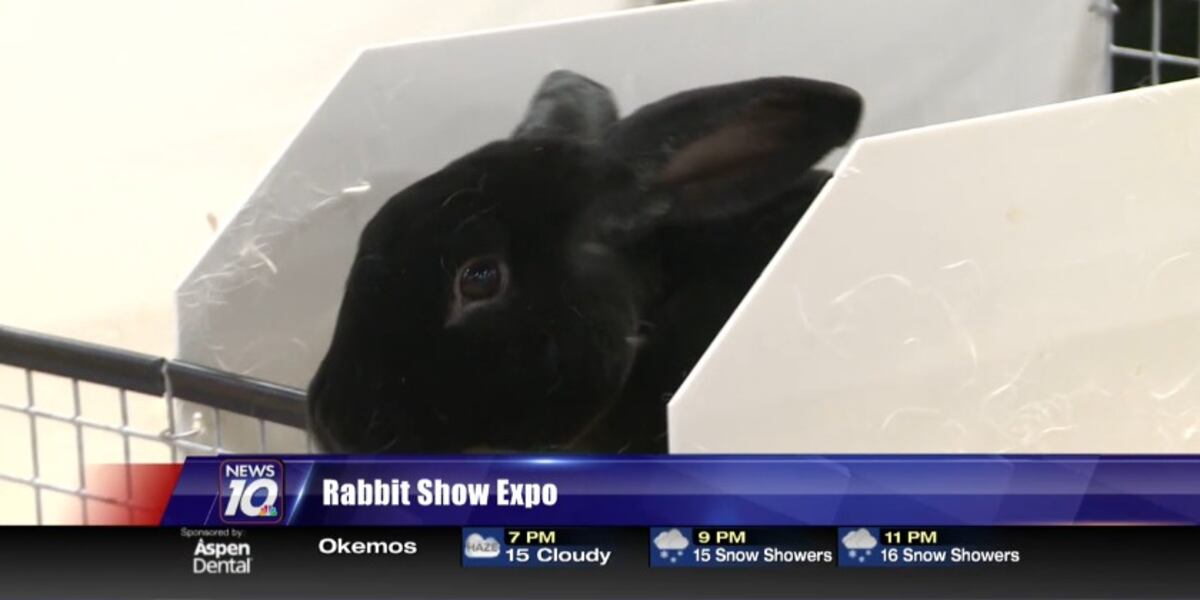 4-H show brings rabbit lovers to MSU Pavilion