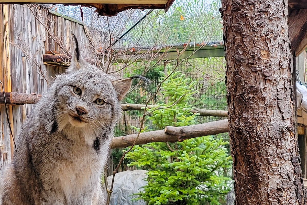 Potter Park Zoo introduces Canadian Lynx Brothers to the Mid-Michigan community