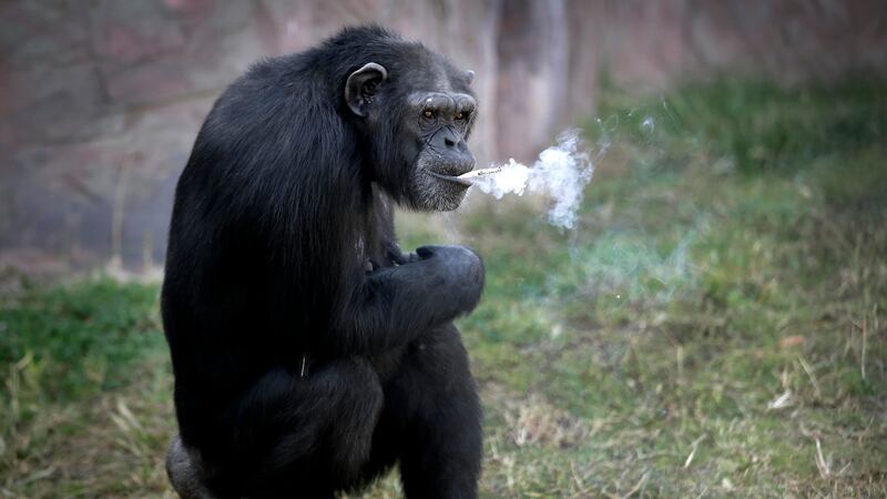 cigarette ad claim crossword Big Tobacco Heralds a Healthier World While Fighting Its Arrival