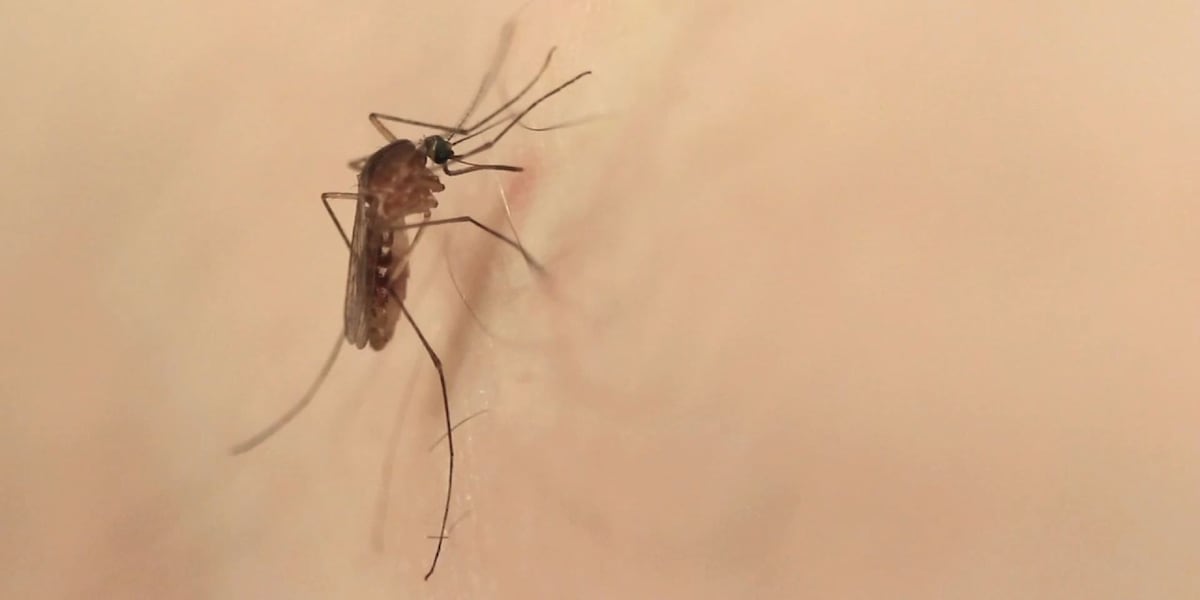 Mosquito season off to quiet start in Mid-Michigan