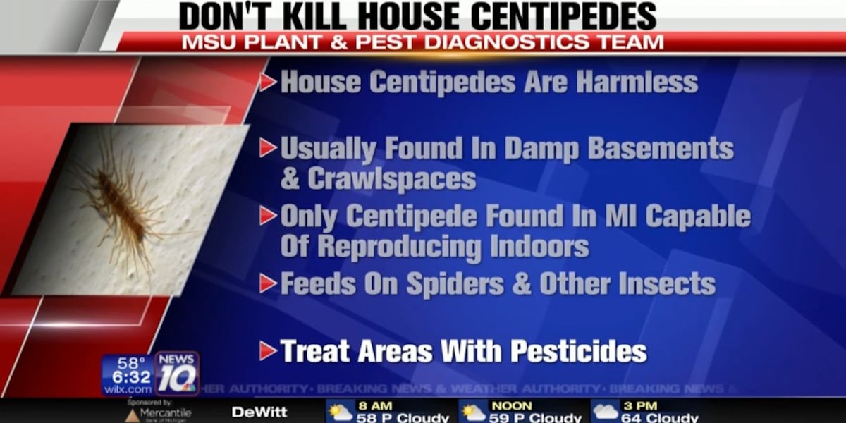 Why Shouldn'T You Kill a House Centipede: Surprising Benefits Revealed