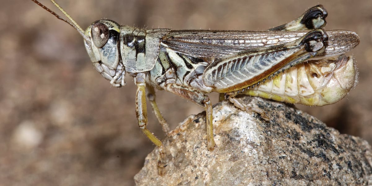MSU researchers find grasshoppers can detect PFAS chemicals