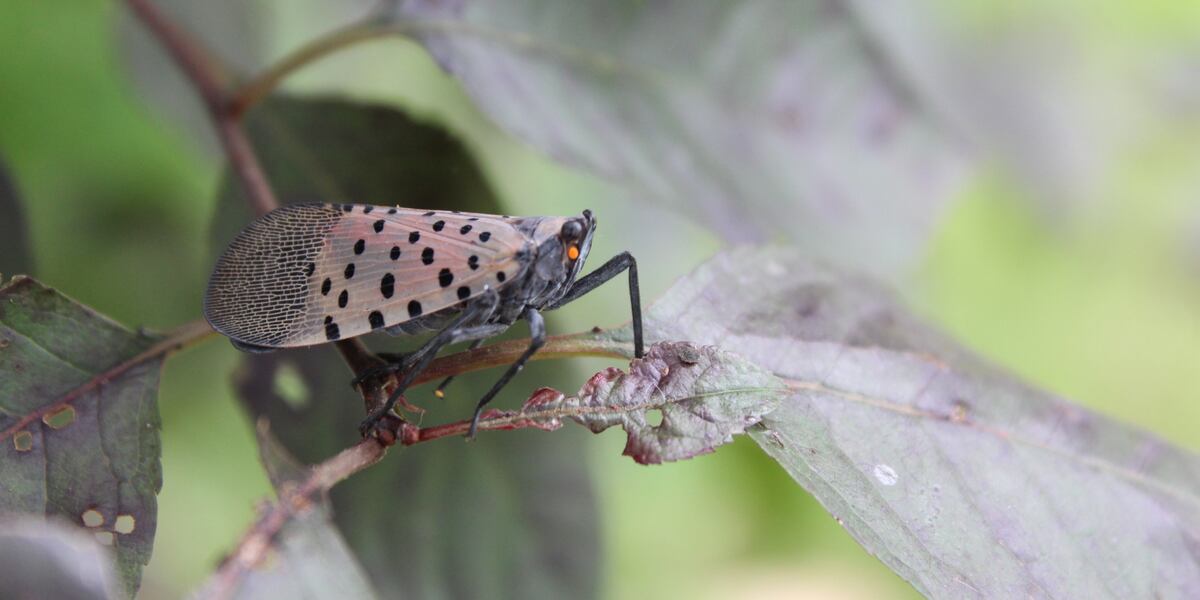 Flying Insect Michigan Invasive spotted lanternfly detected in Michigan for first time