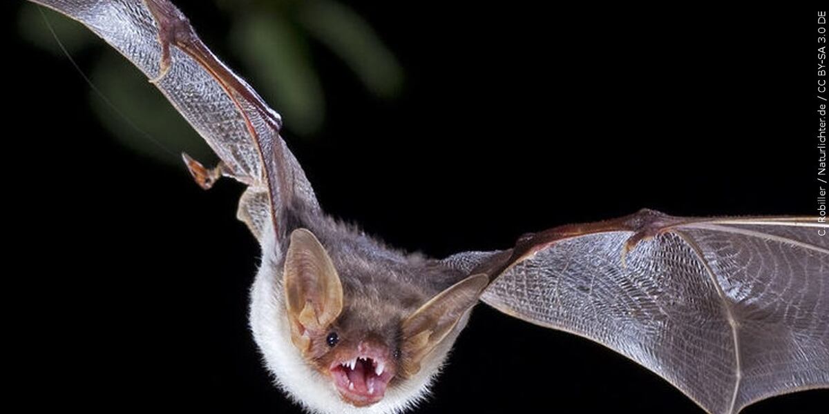 Rabid bat identified in Howell, first rabies case of the year for ...