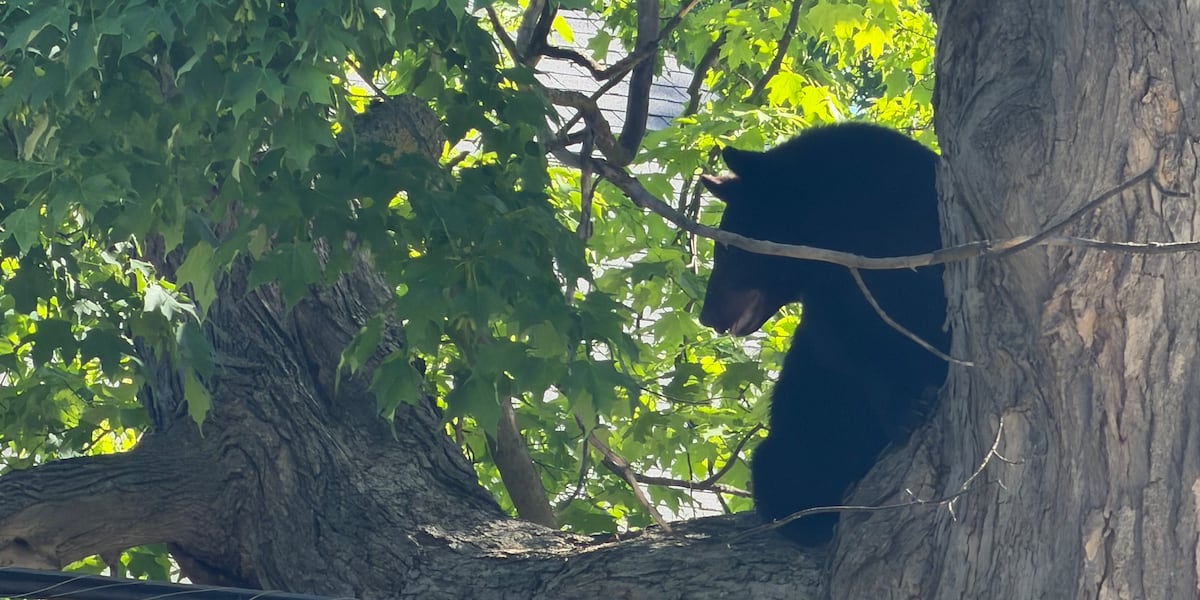 Bear spotted climbing tree in Mt. Pleasant