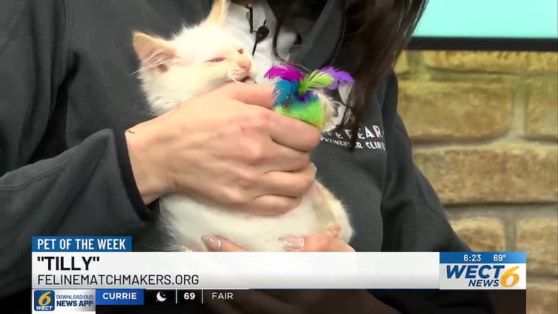 Feline Matchmakers is seeking donations to care for a sick kitten before she can find her...